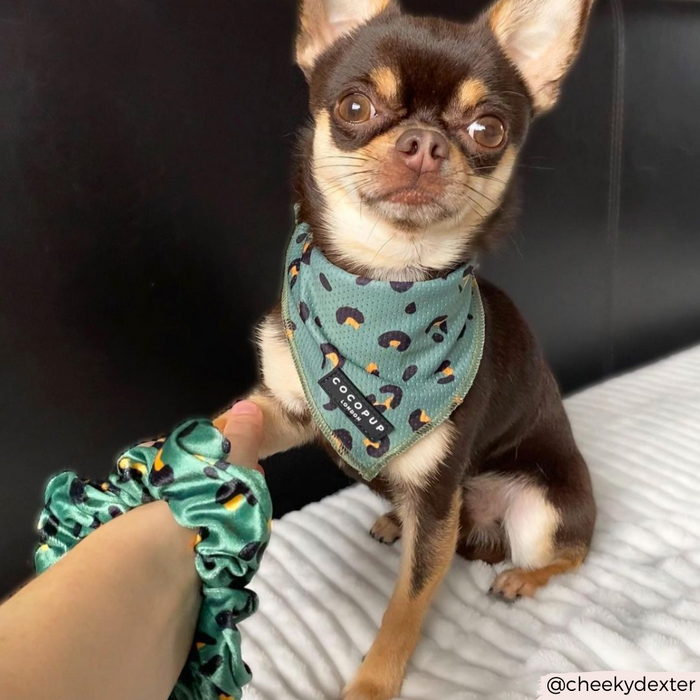 Brown chihuahua in green bandana touches a khaki leopard print scrunchie from Cocopup London.
