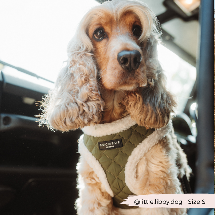 Golden Cocker Spaniel in a car wears a khaki quilted Cocopup London adjustable neck harness.