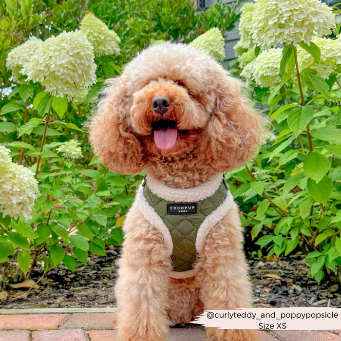 Curly-haired dog wearing a khaki quilted Cocopup London harness sits beside white hydrangeas on a brick path.