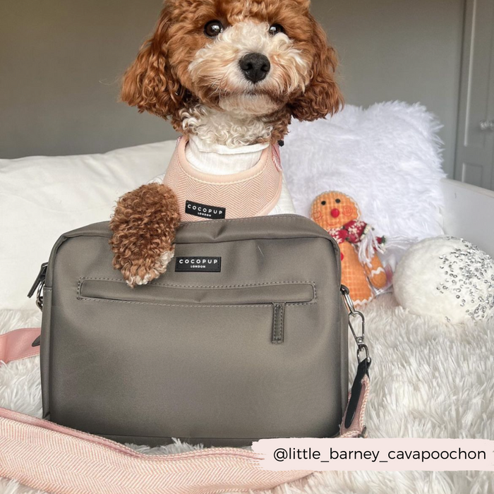 Brown and white Cavapoo on a bed next to a mocha Cocopup London dog walking bag, two plush toys, and a pillow.