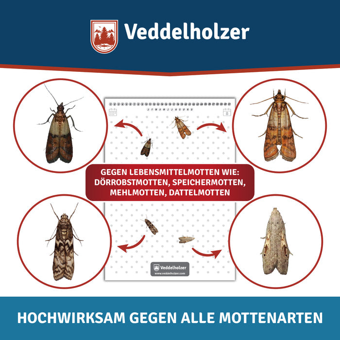 Vier Mottenarten in Kreisen rund um eine Leimtafel: Dörrobst-, Speicher-, Mehl- und Dattelmotten