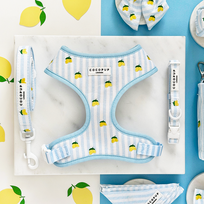 Light blue and white adjustable dog harness, lead, and collar set with lemon pattern on a marble surface.