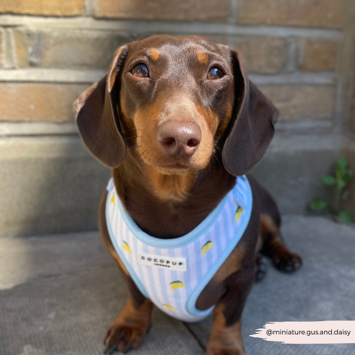 Dachshund wearing a yellow lemon-pattern Cocopup London harness sits by a brick wall.