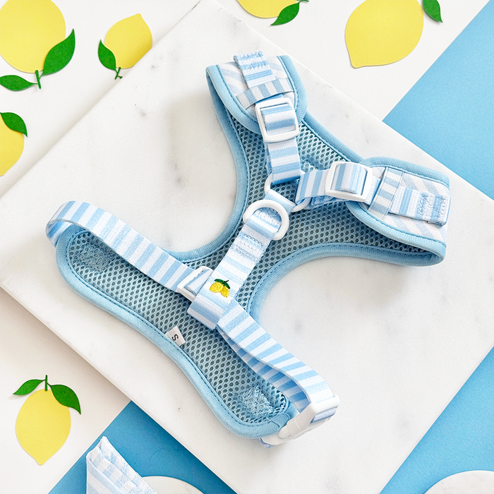 Light blue striped Cocopup London Living La Vida Lemon adjustable harness on white marble, surrounded by lemons.