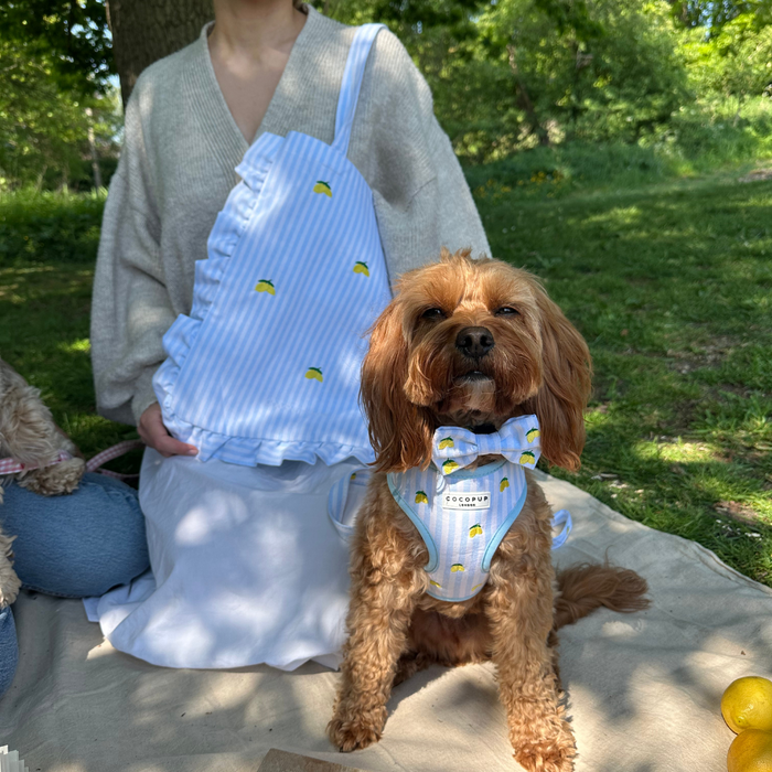 Brown dog wearing a blue harness and yellow lemon-patterned bow tie sits beside a person in a white skirt.