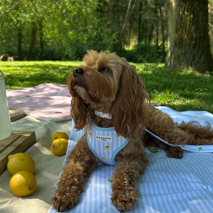 Brown dog on picnic blanket wears a yellow lemon-patterned Cocopup London adjustable neck harness.