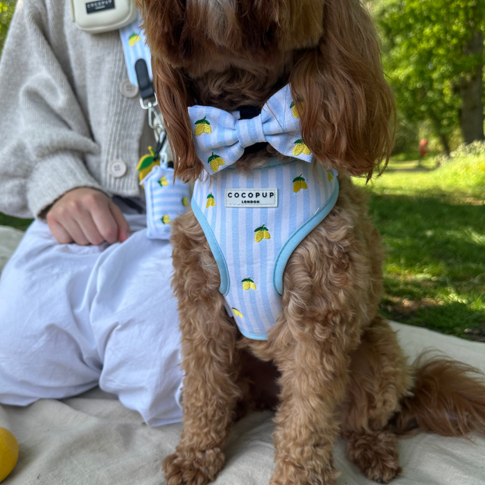 Brown dog sitting on a picnic blanket, wearing a yellow lemon-patterned Cocopup London bow tie.