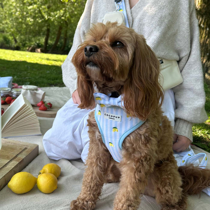 Brown dog in a blue harness and lemon-patterned yellow bow tie sits on a picnic blanket.