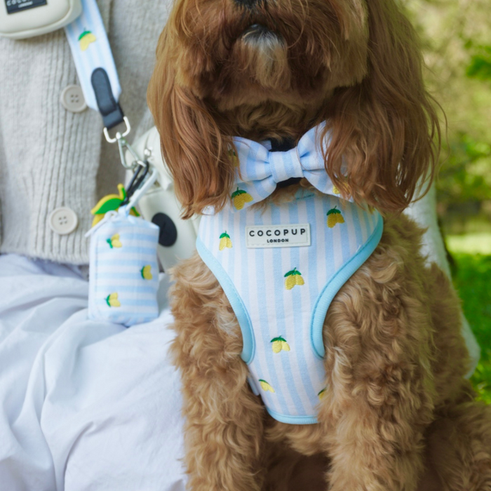Brown dog wearing a blue striped harness and yellow lemon bow tie outdoors, standing beside a person.