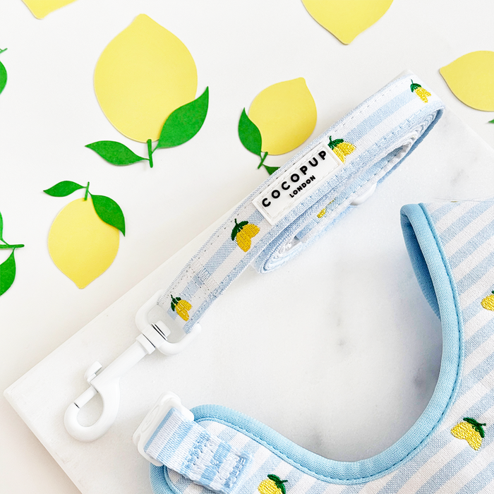Blue and white striped dog lead for small breeds with lemon print details and matching shaped cutouts.