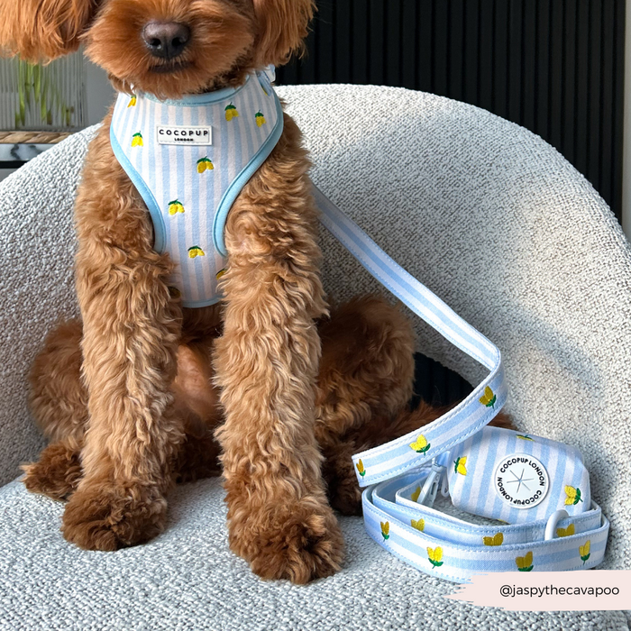 Dog wearing a yellow lemon-patterned harness next to matching leash and collar set on a textured chair.