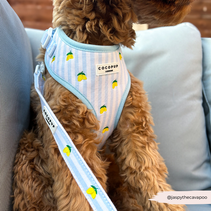 Dog wearing a yellow lemon-patterned harness and lead set, sitting on a light blue cushion.