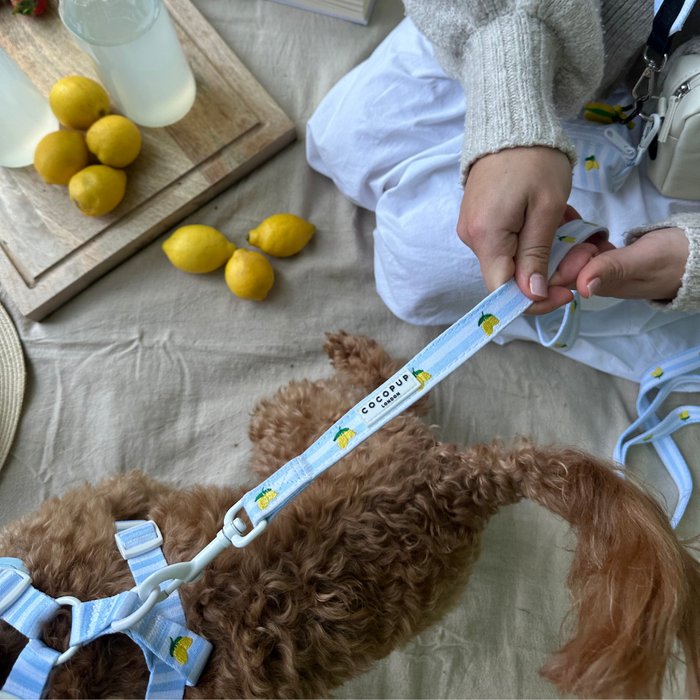 A person holds a yellow Living La Vida Lemon dog accessory set next to a small brown dog on a beige picnic blanket.