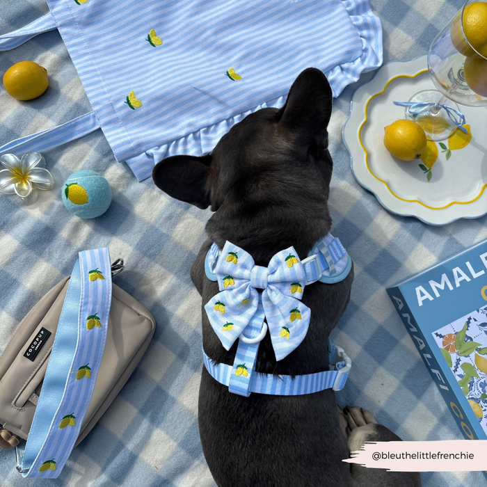 French bulldog wearing a blue harness and lemon-pattern sailor bow tie on a yellow picnic blanket with lemon print.