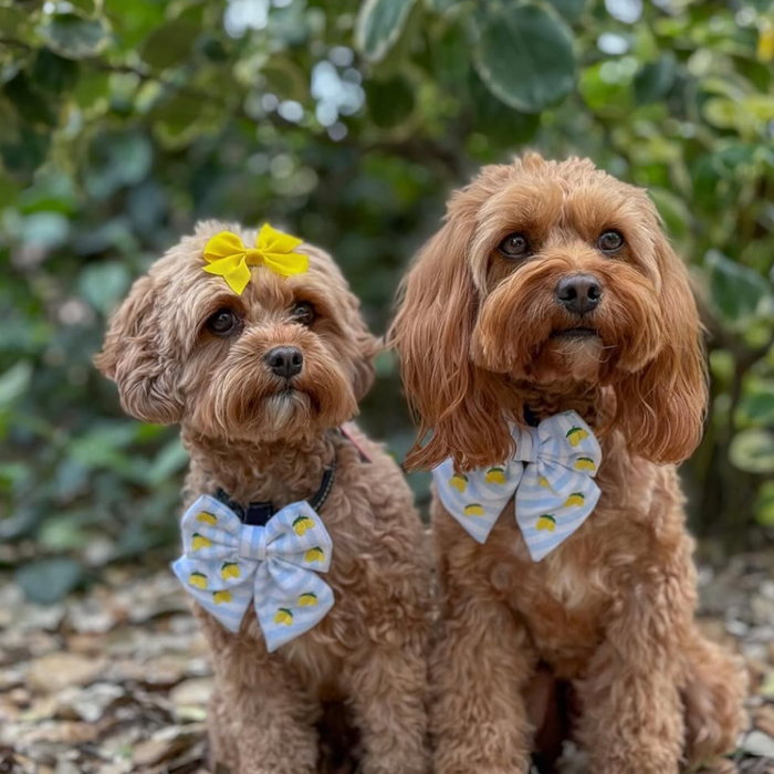 Two brown dogs in matching brown Cocopup London bows; one wears the yellow Living La Vida Lemon Sailor Bow Tie. Green foliage behind.