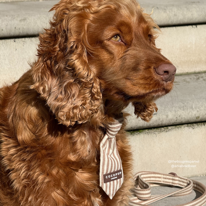 Brown spaniel on stone steps wearing a Cocopup London striped linen dog tie in the sun.