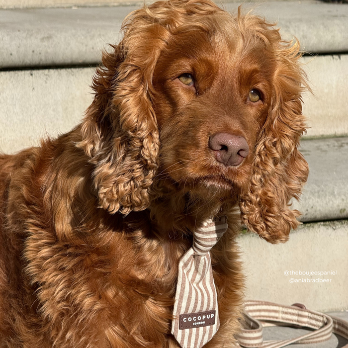 Golden brown cocker spaniel wearing a linen striped dog tie sits on sunlit steps.