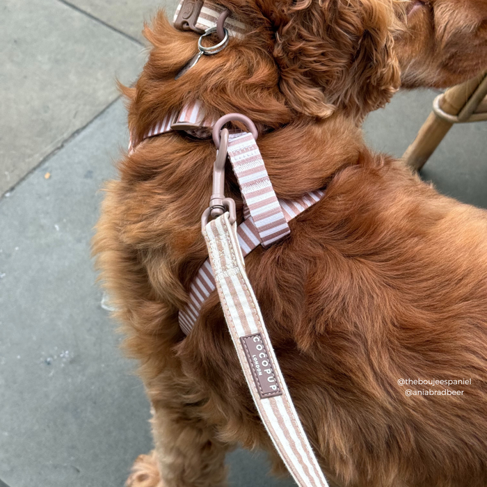 Golden Cockapoo in a pink harness and linen striped lead from Cocopup London.