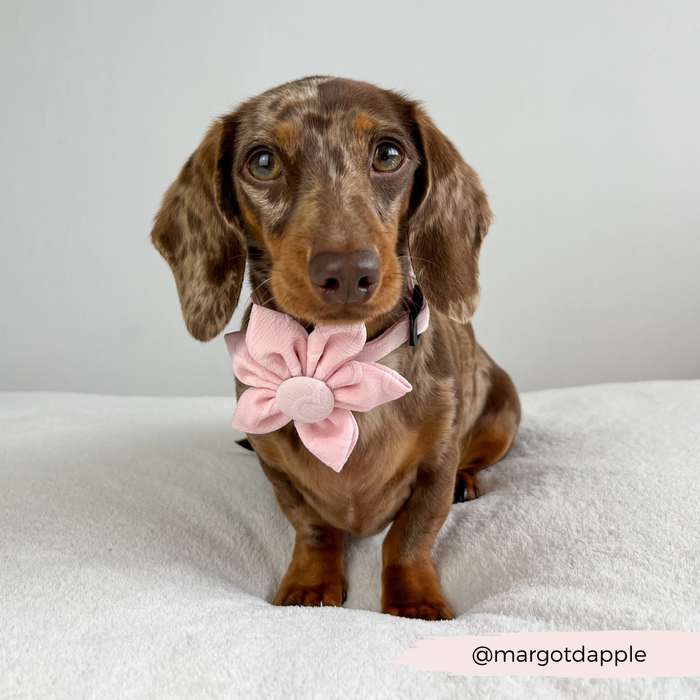 Brown dachshund in a baby pink heart-shaped flower collar; @margotdapple appears in the corner.