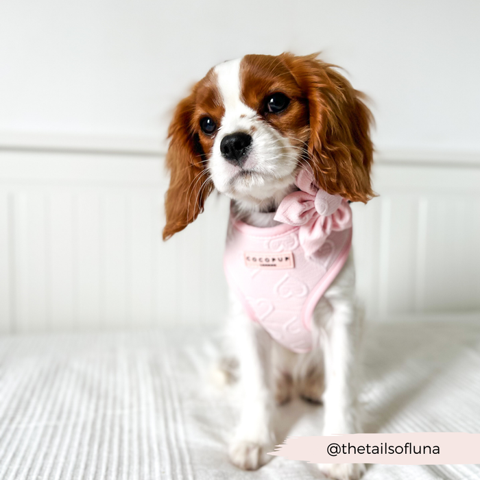 Cavalier King Charles Spaniel on white bed wearing a Cocopup London pink heart-shaped collar flower accessory.