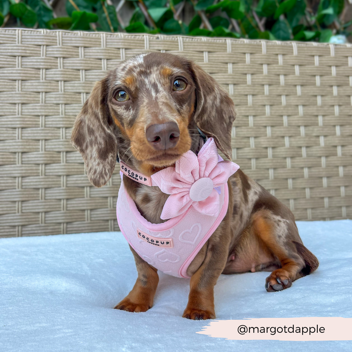 Brown dapple dachshund outdoors wearing a pink harness and Cocopup London LUXE Baby Pink Heart Collar Flower.