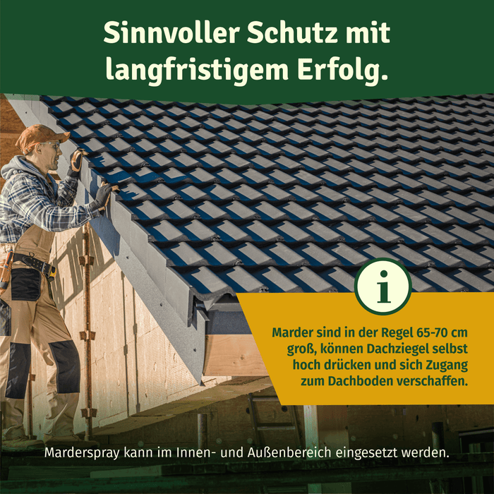 Dachdecker auf der Leiter am Ziegeldach – Marder werden 65 bis 70 cm groß und drücken Dachziegel selbst hoch