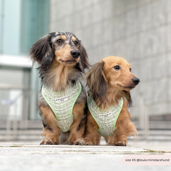 Two dachshunds sit on a city sidewalk wearing green tweed Cocopup London harnesses, both looking to the right.