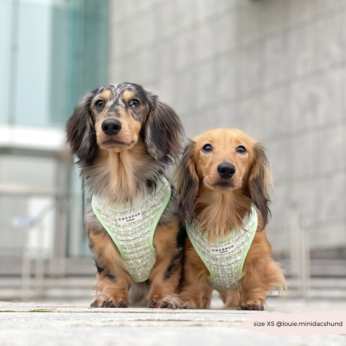 Two dachshunds wearing green textured tweed adjustable neck harnesses sit together on concrete.