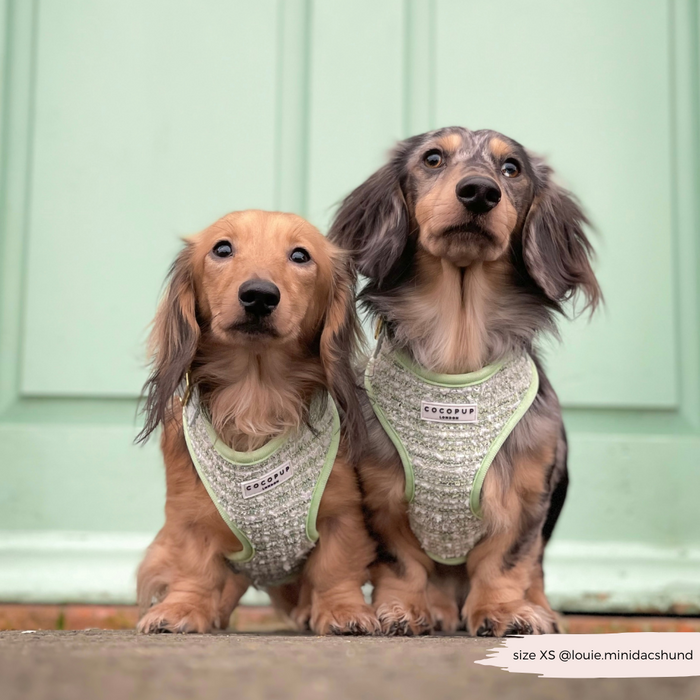 Two dachshunds in green tweed harnesses and leads stand side by side in front of a green door.