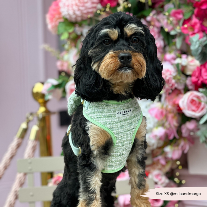 Black and tan dog wearing a green textured tweed Cocopup London harness sits beside pink and white flowers.
