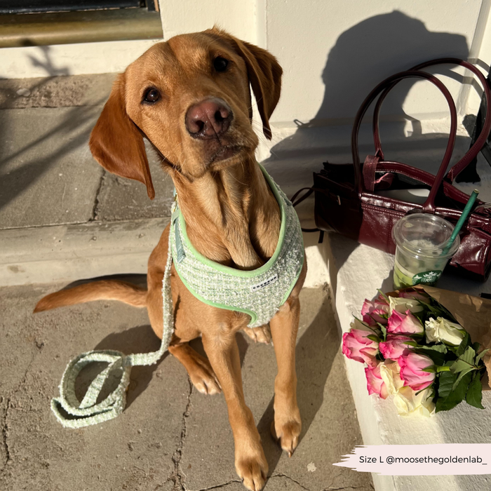 Golden lab wears a green harness and Cocopup London Matcha Textured Tweed lead, sitting by a purse, drink, and roses.