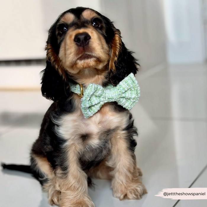 Black and tan cocker spaniel puppy wearing a matcha green textured tweed bow tie and collar.