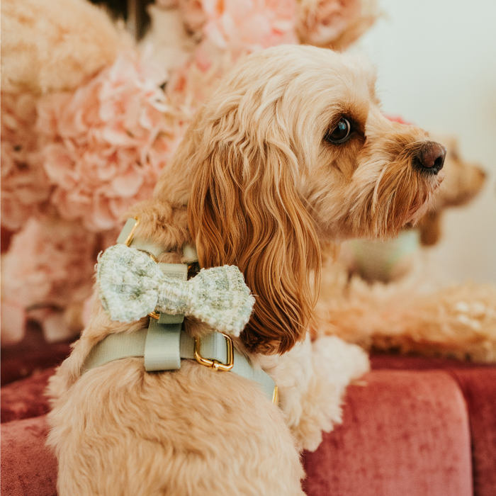 Small fluffy dog with light brown fur wears a green textured tweed bow tie, sitting on a pink chair.