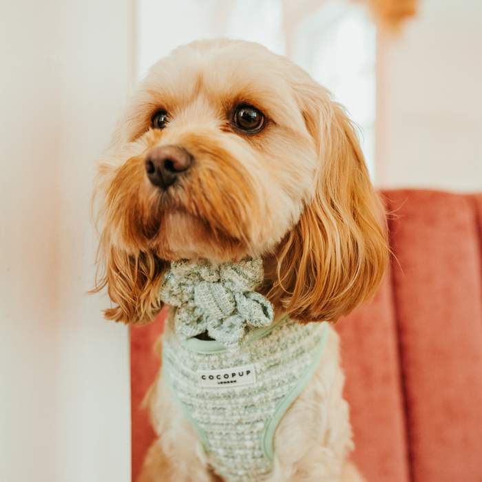 Light brown dog wearing a green tweed Cocopup London collar flower sits on a pink chair, looking to the side.