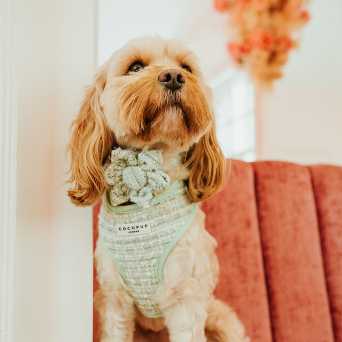 Small dog with a green textured tweed collar flower by Cocopup London, sitting on a pink chair indoors.