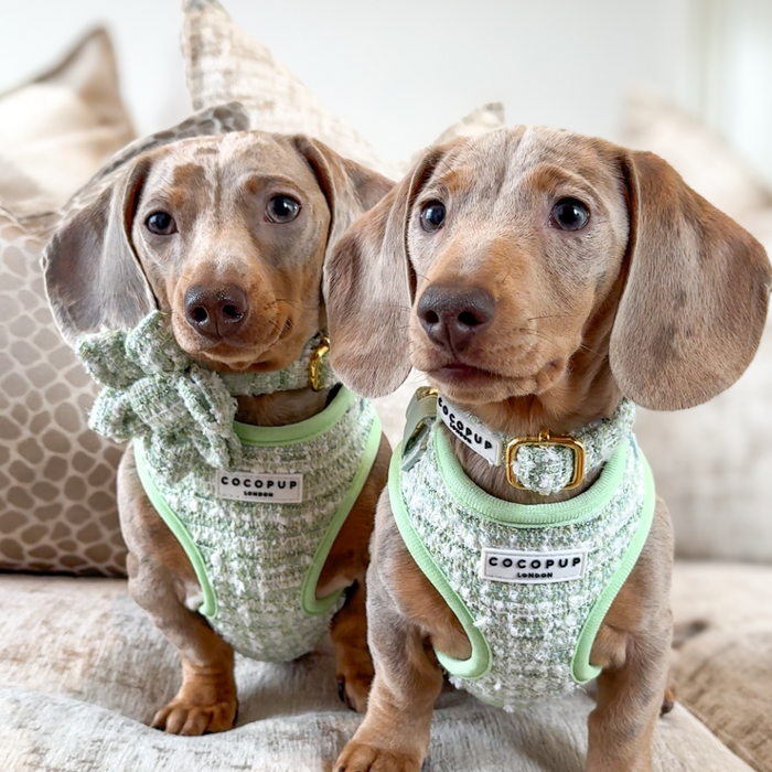 Two dachshund puppies on a beige couch wear mint green harnesses and a textured matcha green tweed flower collar accessory.