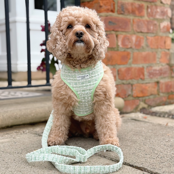 Curly-haired dog in light green harness next to a green textured tweed dog lead on a stone path.