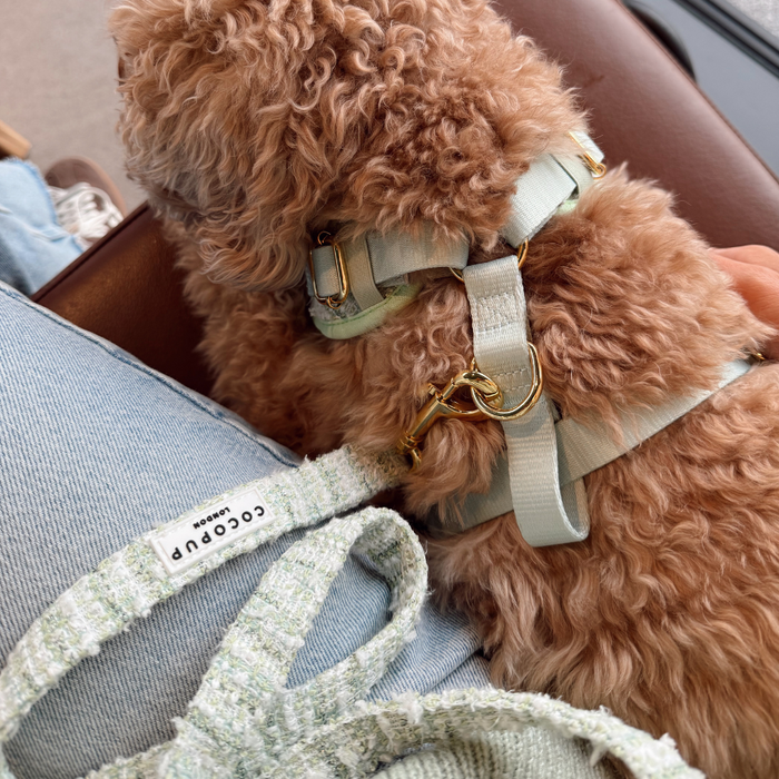 Curly-haired dog in light green harness rests beside Cocopup London green tweed lead with textured finish.