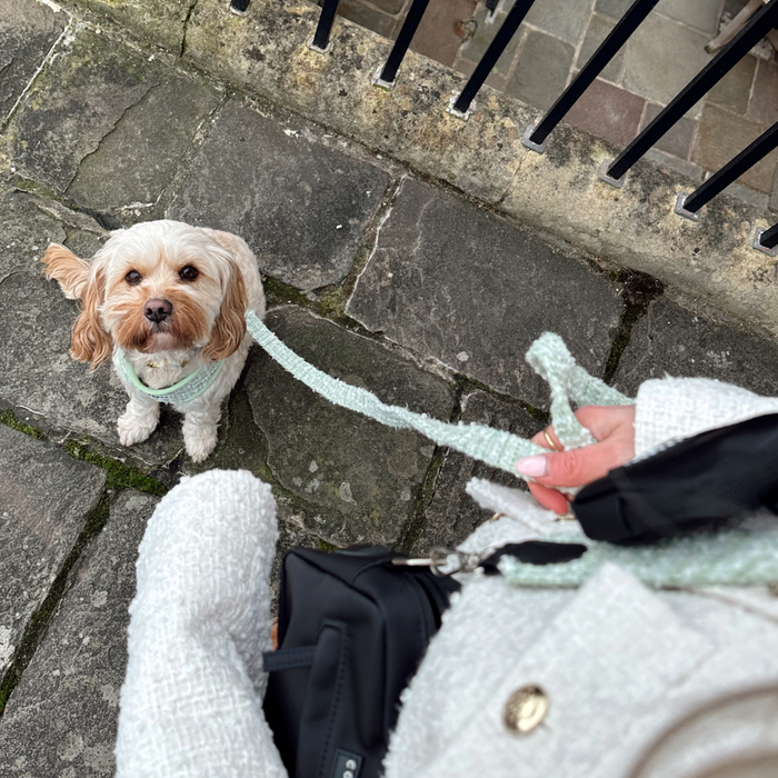 Small white and tan dog on a green textured tweed Cocopup London lead looks up at someone on stone pavement.