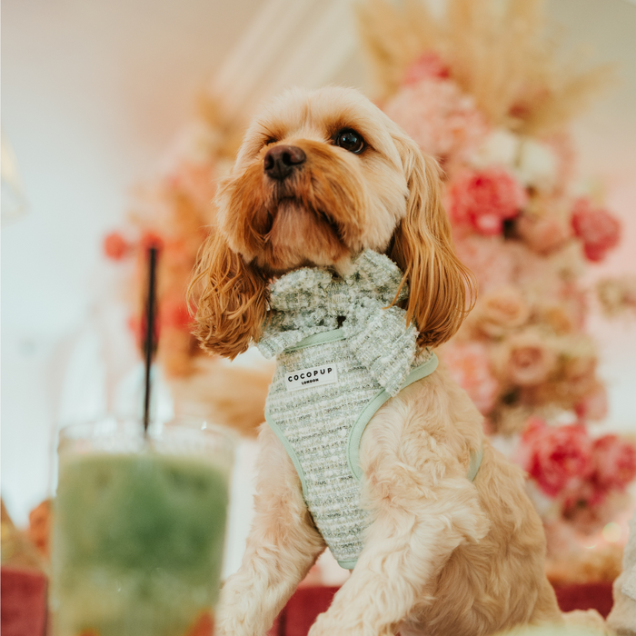 Tan dog wearing Cocopup London matcha green textured tweed sailor bow tie, sitting by pink flowers and green drink.
