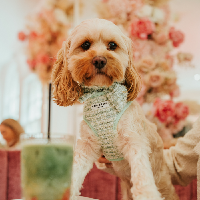 Small dog wears green harness and Matcha Textured Tweed bow tie, sitting next to a green beverage.