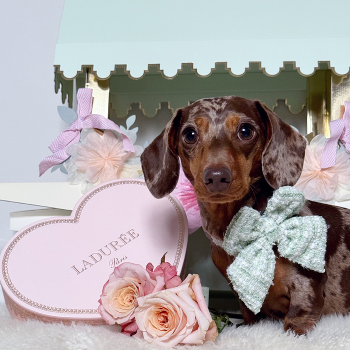 Dachshund wearing a green textured tweed sailor bow tie sits next to a Ladurée heart box and pink roses.