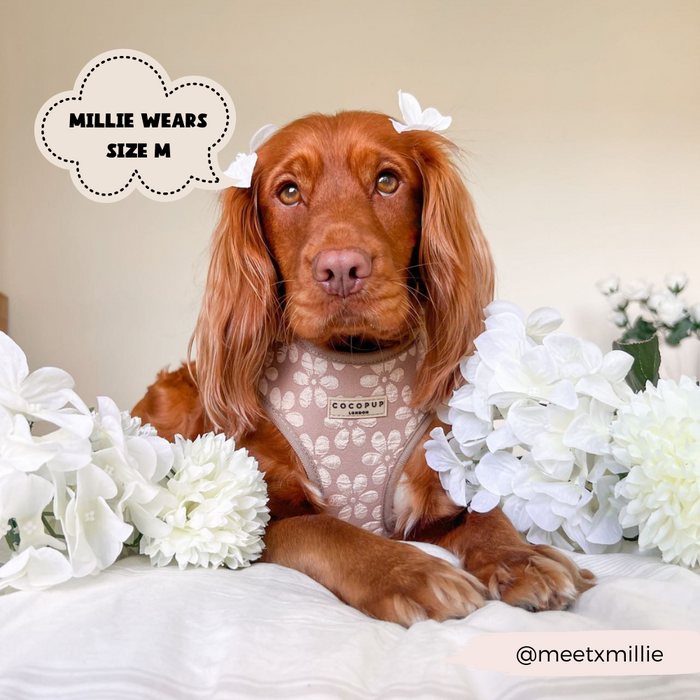 On a white surface scattered with white flowers, a brown dog with long ears is lying down, wearing the Luxe Mocha Flower Adjustable Neck Harness from Cocopup London. A cloud-shaped text box reads "MILLIE WEARS SIZE M." The handle "@meetxmillie" is seen in the bottom right corner.