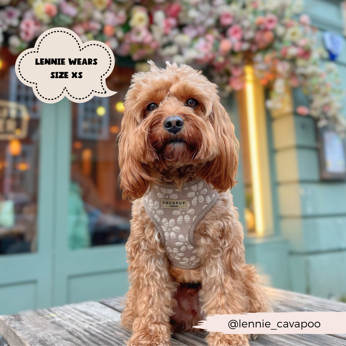 A fluffy brown dog wearing the Luxe Mocha Flower Adjustable Neck Harness from Cocopup London sits on a wooden table in front of a flower-adorned cafe. Text bubble reads "Lennie wears size XS," and Instagram handle @lennie_cavapoo is displayed at the bottom right. This adjustable neck harness ensures both comfort and style for your furry friend.
