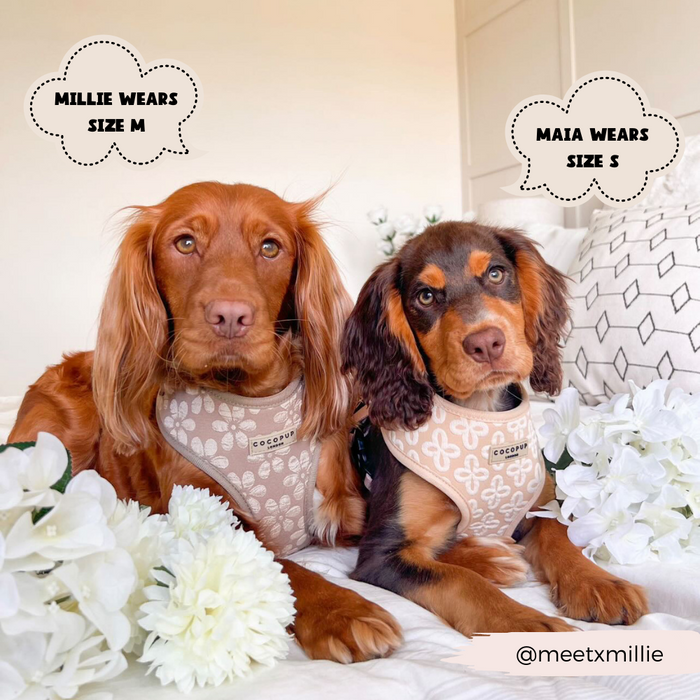 Two dogs wearing matching Luxe Adjustable Neck Harnesses - Mocha Flower from Cocopup London in a room adorned with white flowers. The harness on the left dog, labeled "MILLIE WEARS SIZE M," and the harness on the right dog, labeled "MAIA WEARS SIZE S." Instagram handle "@meetxmillie" is noted in the bottom right corner.