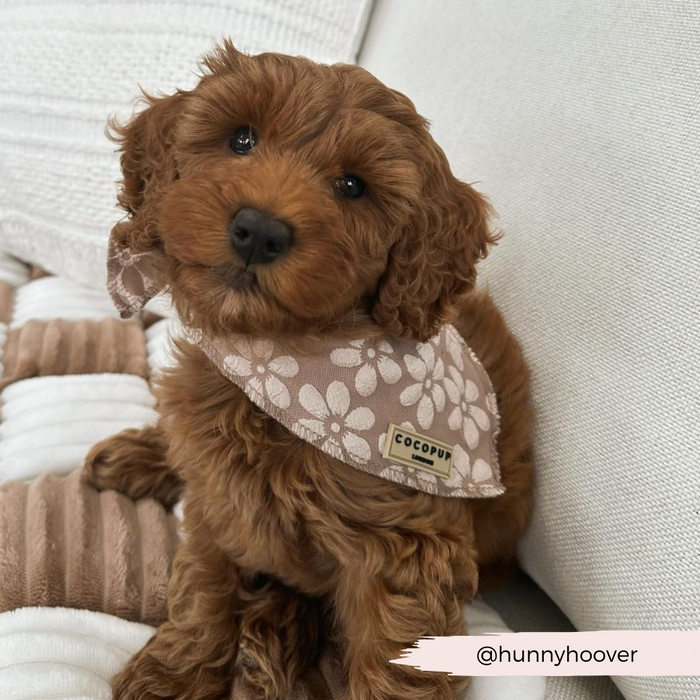 A small brown puppy with curly fur sits on a white and beige quilted cushion. The pup flaunts a Luxe Bandana - Mocha Flower adorned with a white floral pattern and a tag that reads "Cocopup London." The Instagram handle "@hunnyhoover" is displayed in the bottom right corner on a white brushstroke.