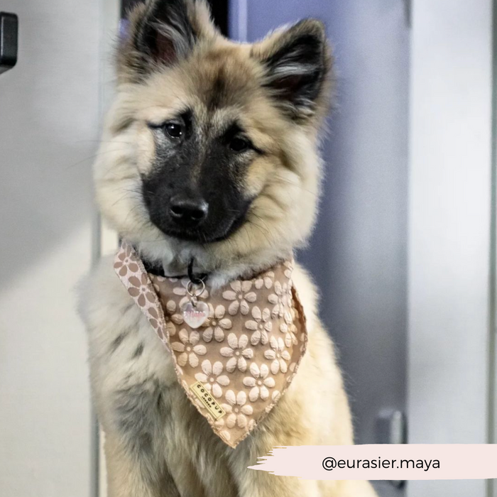 A fluffy dog with black facial markings and pointed ears is wearing the Cocopup London Luxe Bandana - Mocha Flower. The pup tilts its head slightly to the side, showcasing its impeccable pup fashion. The image includes a handle "@eurasier.maya" at the bottom right corner.