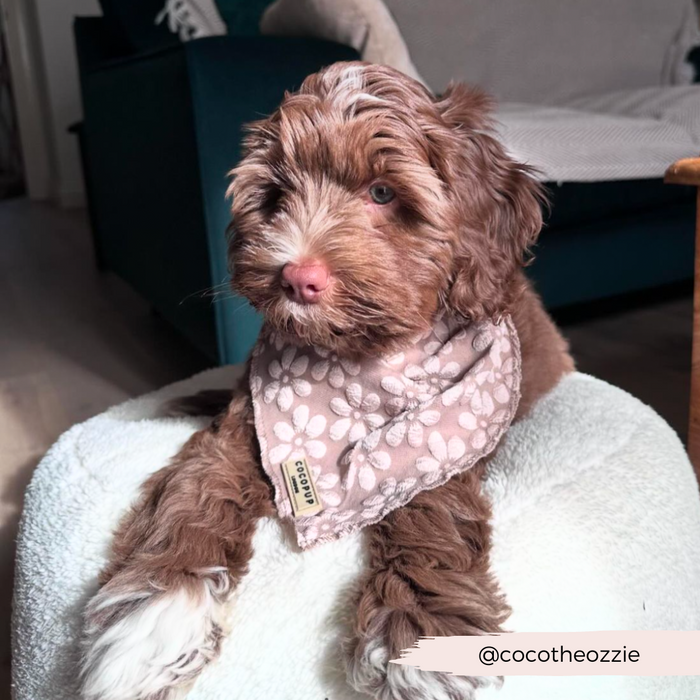 A fluffy brown and white puppy with curly fur is lying on a soft white cushion, sporting the Luxe Bandana - Mocha Flower from Cocopup London. In the background, there's a blue couch. The image is tagged with "@cocotheozzie" in the bottom right corner, highlighting pup fashion at its finest.