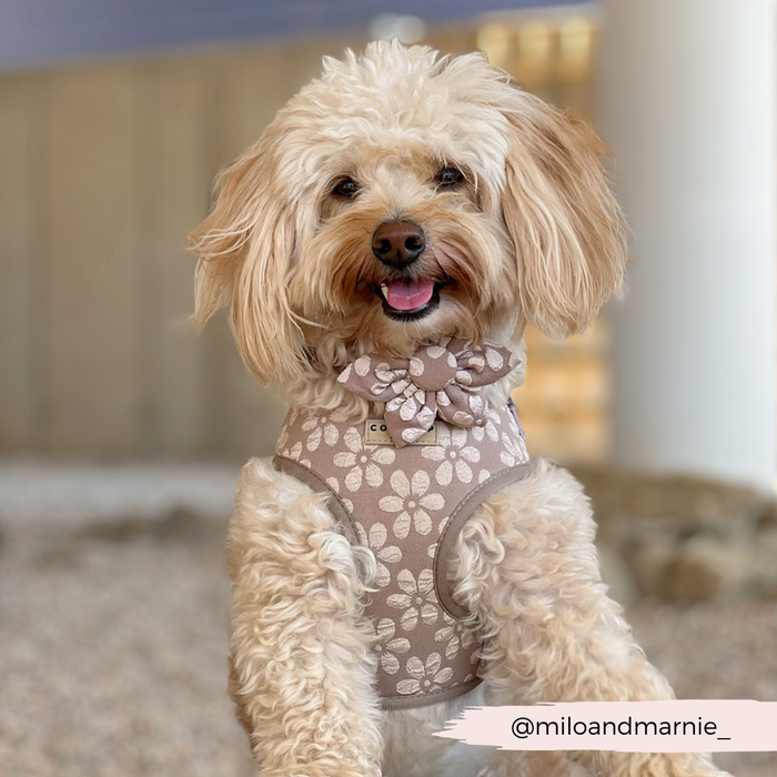 Tan fluffy dog outdoors wearing a Cocopup London LUXE mocha flower collar, looking at the camera.