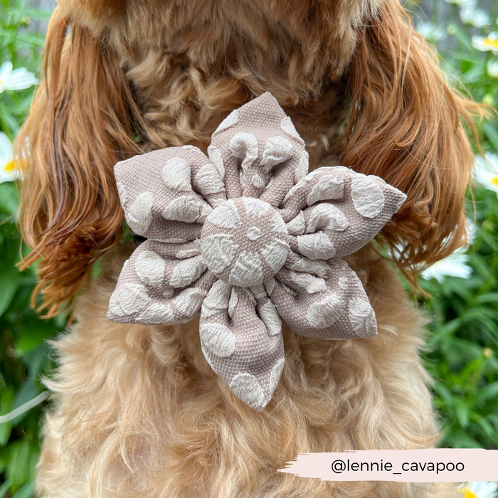 Brown dog wearing a mocha flower collar by Cocopup London, with greenery and white flowers in the background.